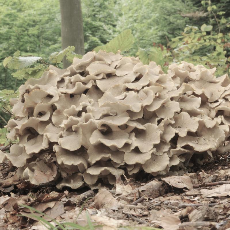 Vitalpilz Polyporus