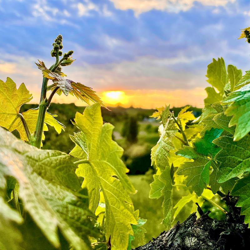 Weinblätter - Die Entstehung unserer Naturkraft-Essenz aus dem Weinblatt - JOY NATURALS