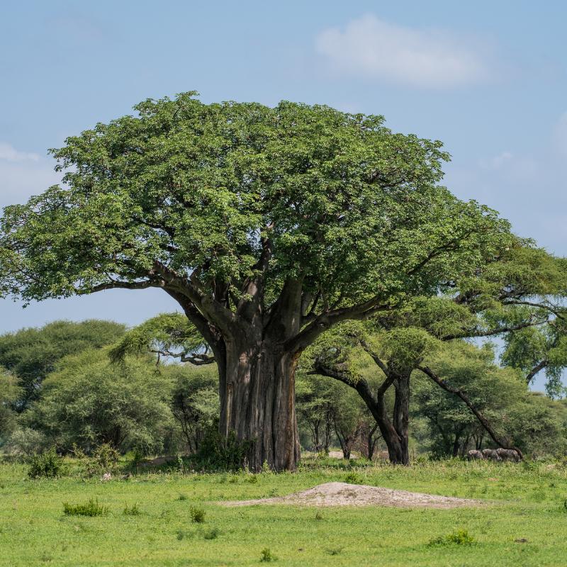 Baobab Baum