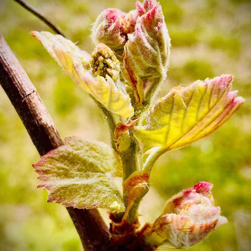 vine:TROVIT - Weinblatt-Wurzel-Kräuterextraktmischung - 200 ml